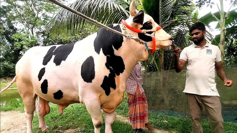 কুষ্টিয়ায় কোরবানির জন্য প্রস্তুত ১লক্ষ ৭৭হাজার গরু-ছাগল