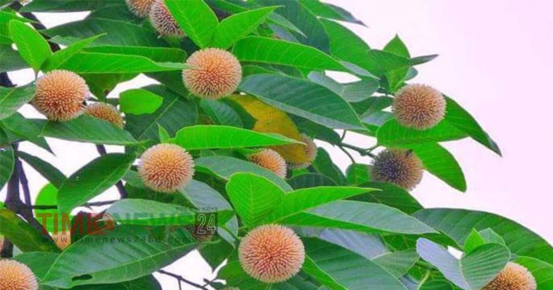 প্রকৃতি জুড়ে ফুটেছে কদম ফুল