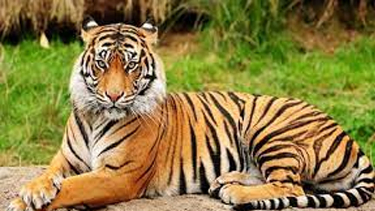 বিশ্বের ৭৫ শতাংশ বাঘের বাস এখন ভারতে