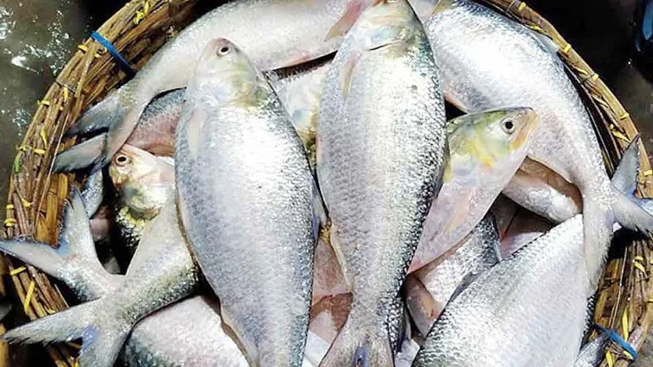 ভোলার সাগর-নদীতে ধরা পড়ছে প্রচুর ইলিশ