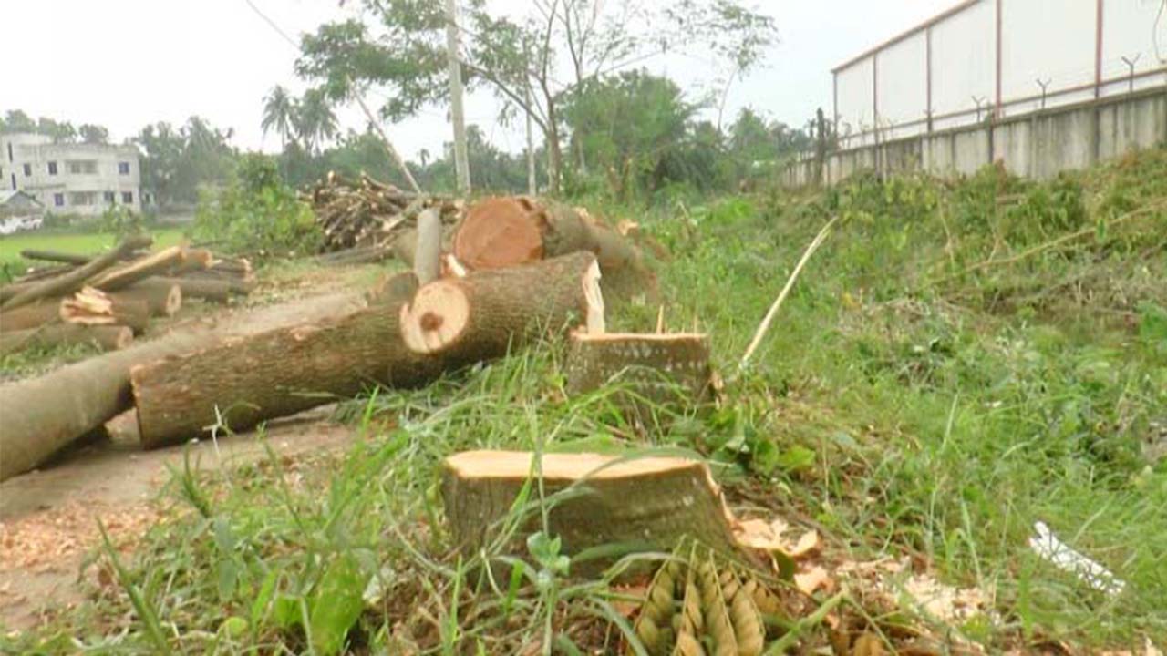 কুষ্টিয়ায় জিকের সাড়ে ৬ শতাধিক গাছ নিধন করলো প্রভাবশালীরা