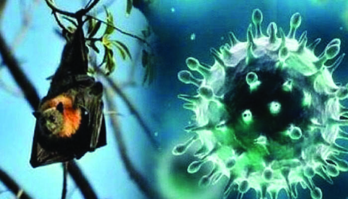 নিপা ভাইরাসে ২ জনের মৃত্যু, চারিদেক আতঙ্ক