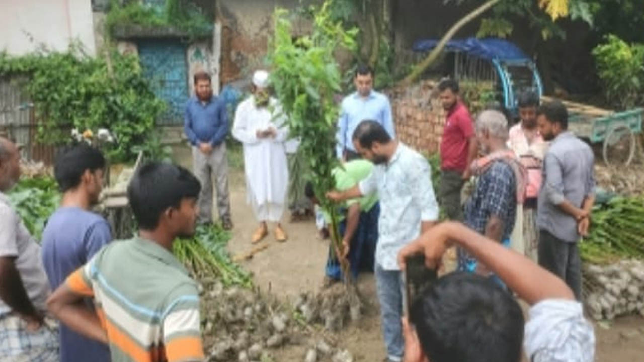 ঘোড়াঘাটে নিষিদ্ধ ঘোষিত ইউক্যালিপটাসের চারা ধ্বংস